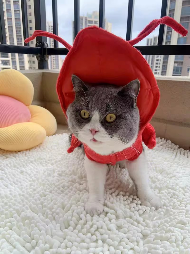 Pet Lobster Clothes Dog Cat Fu - Winter Clothing Clearance 评论和价格